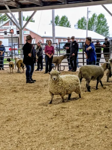 Sheep show in Manistique